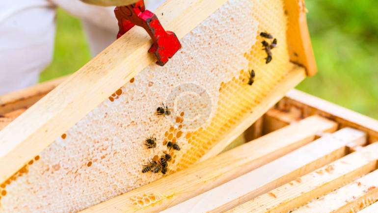 Tutorial: Beekeeping Plans, Supplies & Ideas